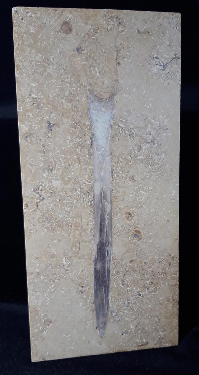 Hibolithes sp. (MONTFORT 1808) - Bild &copy; FossNet FossilienStore